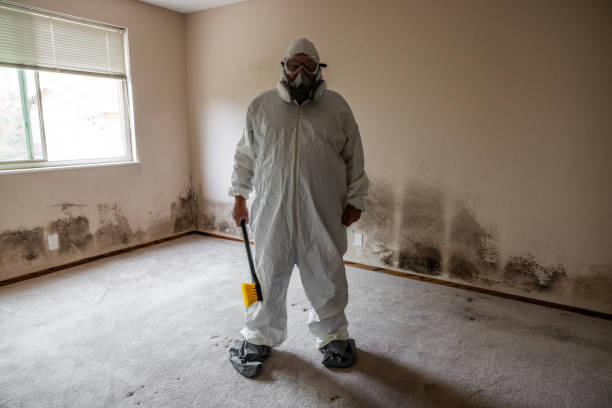 Professional Mold Removal in Rising Sun Lebanon, DE